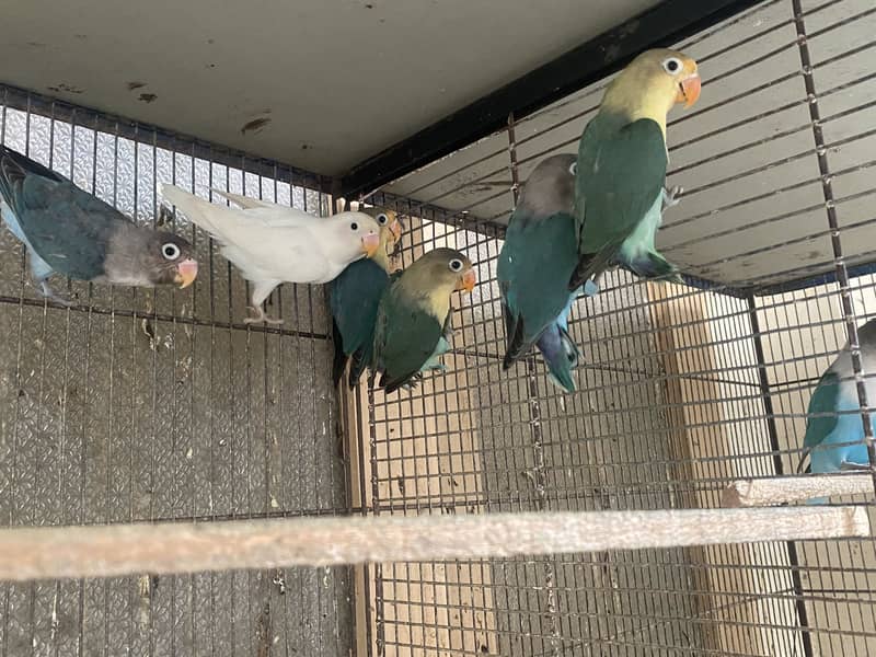 Love Bird , Budgies, Java 5