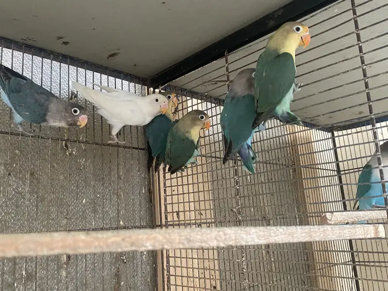 Love Bird , Budgies, Java — photo 6