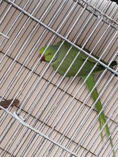 RingNeck Male