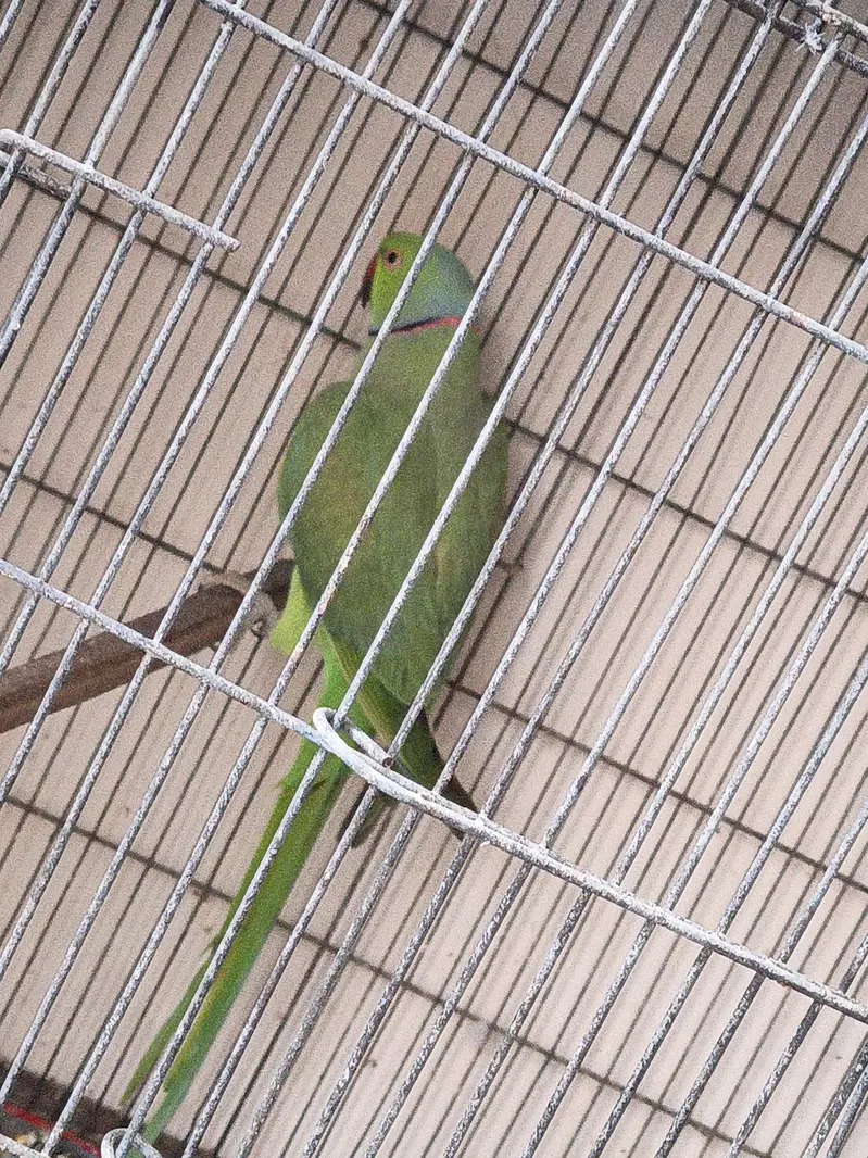 RingNeck Male — photo 2