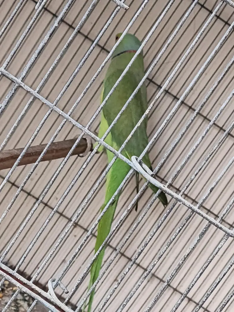 RingNeck Male — photo 3
