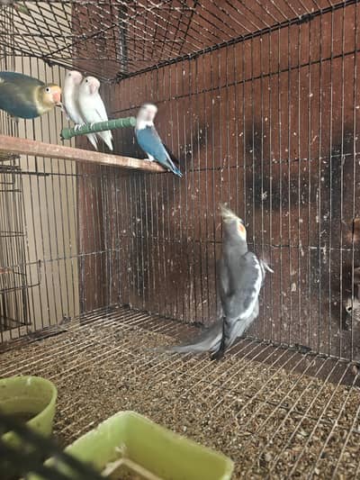 Love Birds Breeders Pair