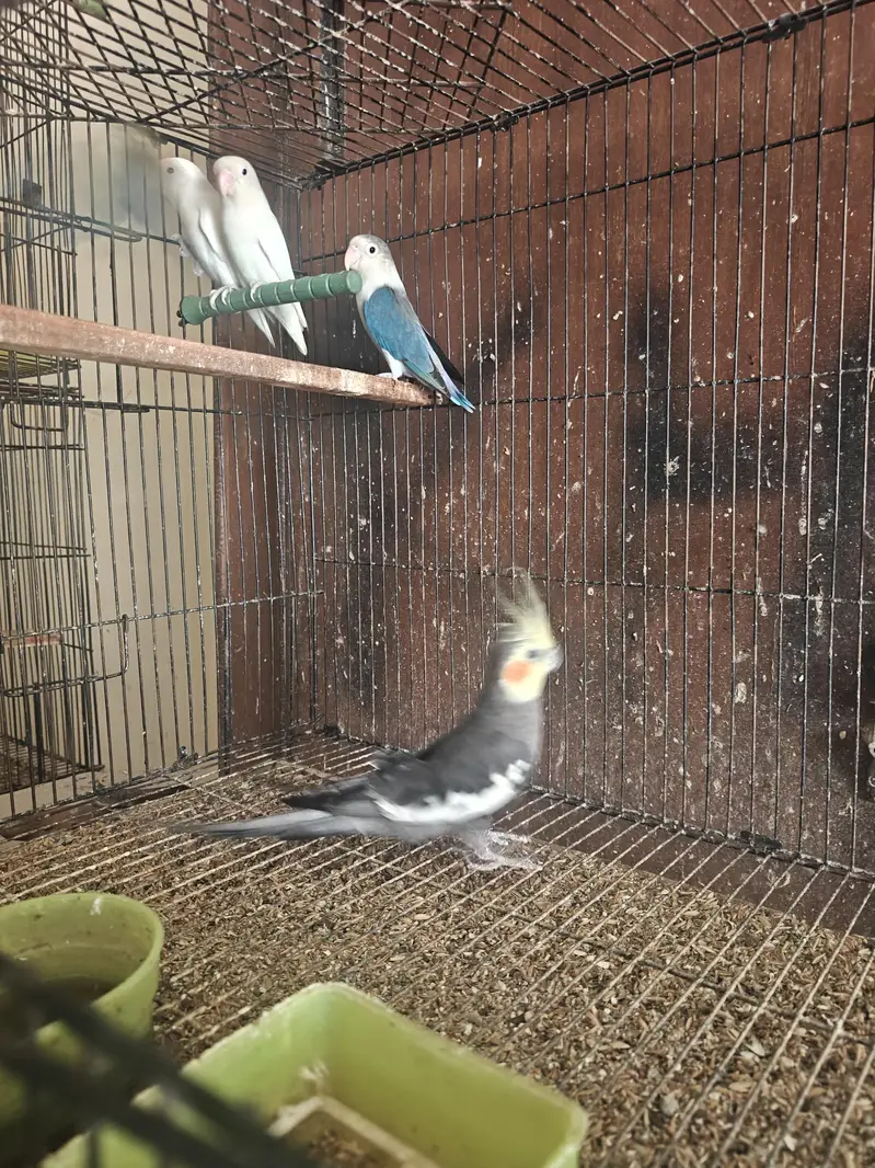 Love Birds Breeders Pair — photo 2