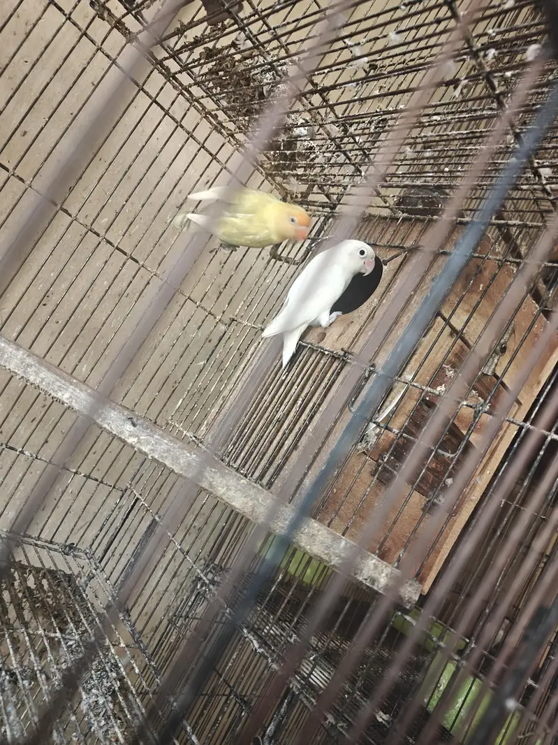 Love Birds Breeders Pair — photo 3