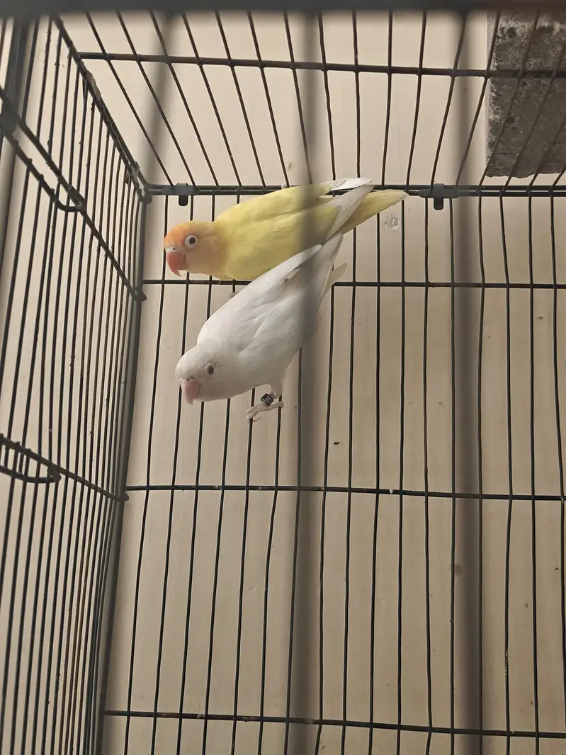 Love Birds Breeders Pair — photo 4