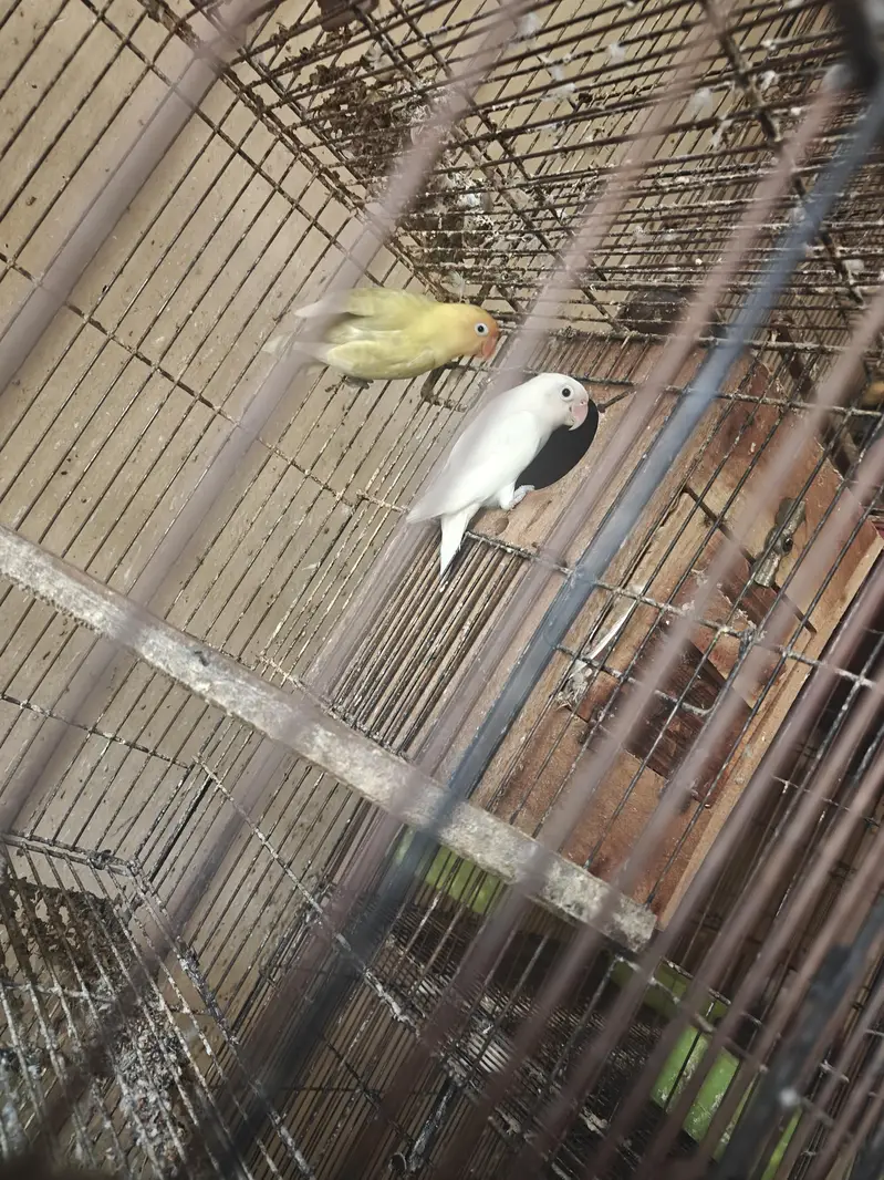 Love Birds Breeders Pair — photo 5