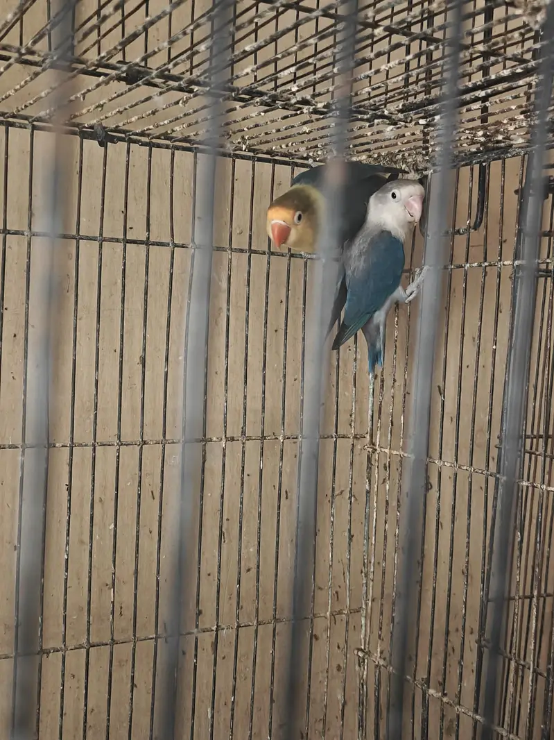 Love Birds Breeders Pair — photo 6