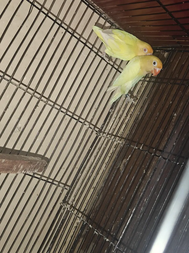 Love Birds Breeders Pair — photo 7