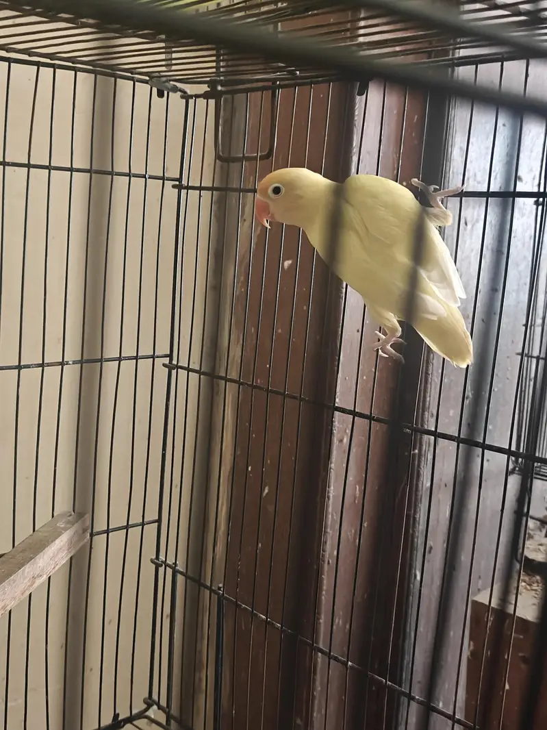 Love Birds Breeders Pair — photo 8