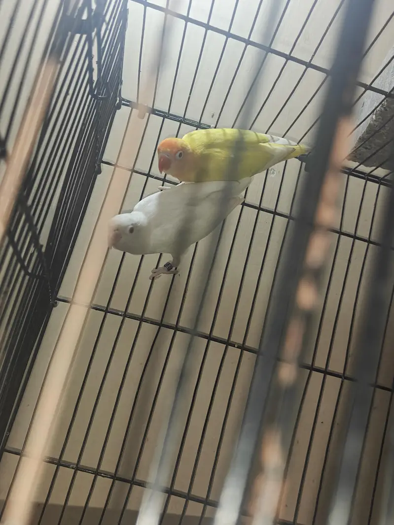 Love Birds Breeders Pair — photo 10