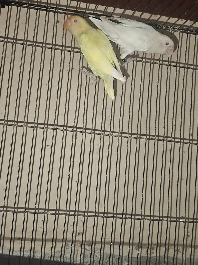 Love Birds Breeders Pair — photo 11