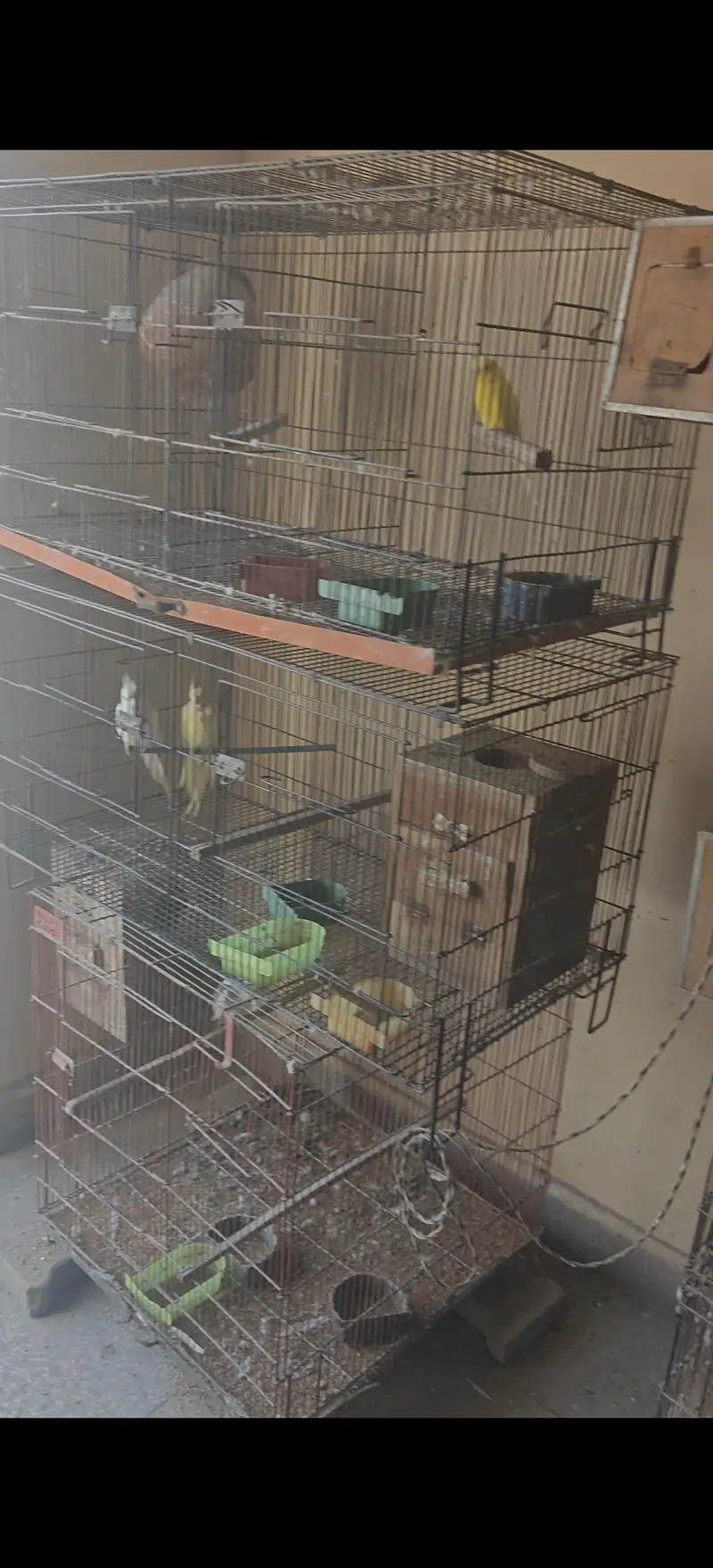 Love Birds Breeders Pair — photo 12