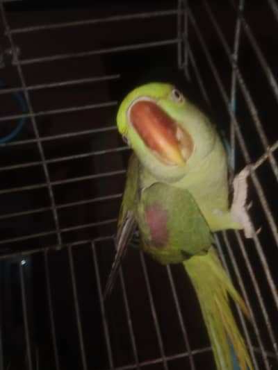 kashmiri raw female for sale 17k