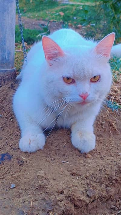 Pure white cat