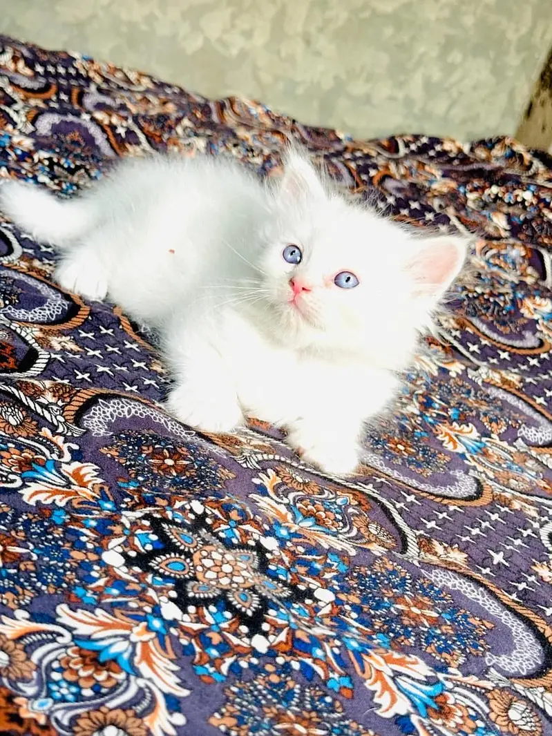 Urjant Cat baby sale — photo 2