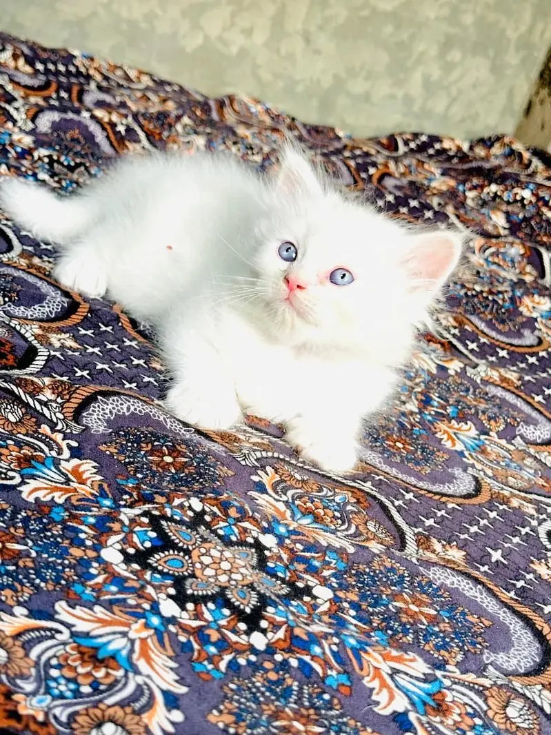 Urjant Cat baby sale — photo 4