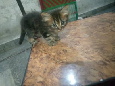 Persain Kittens