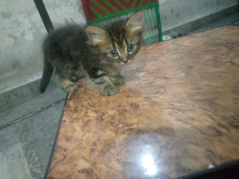 Persain Kittens 0