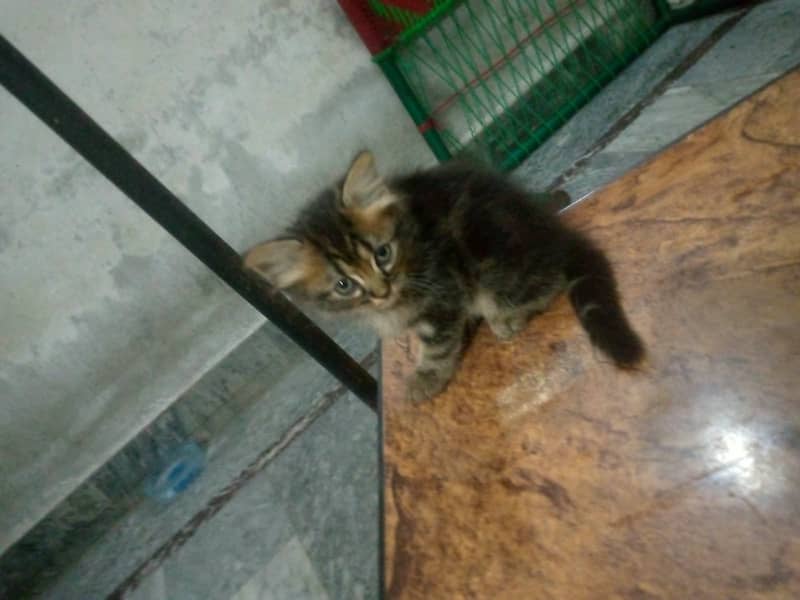 Persain Kittens 2
