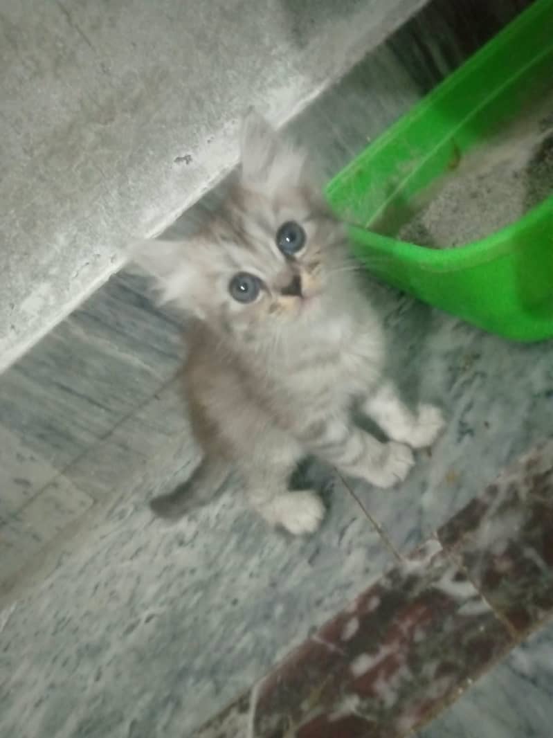 Persain Kittens 3