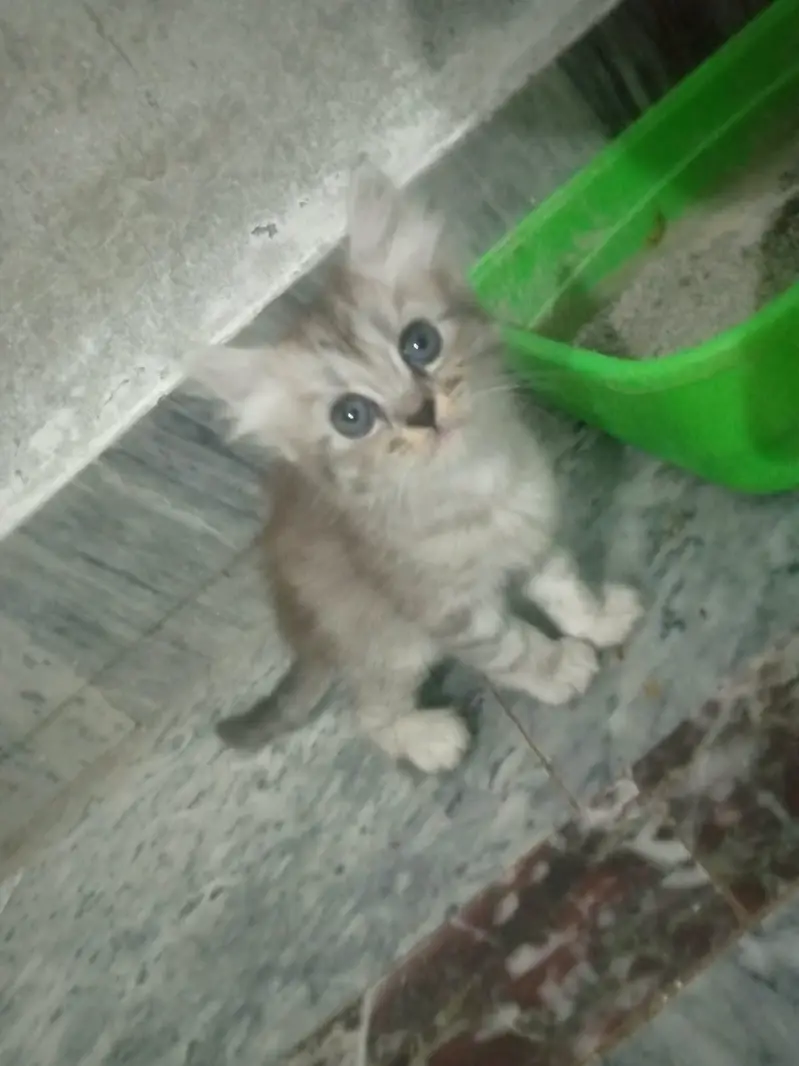 Persain Kittens — photo 4