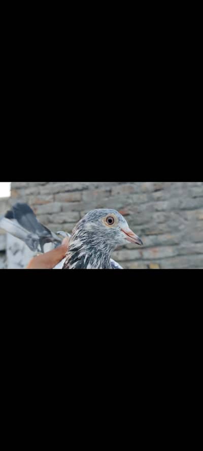 assalamu alaikum 10 pigeon han mashallah jora wala hn sb he