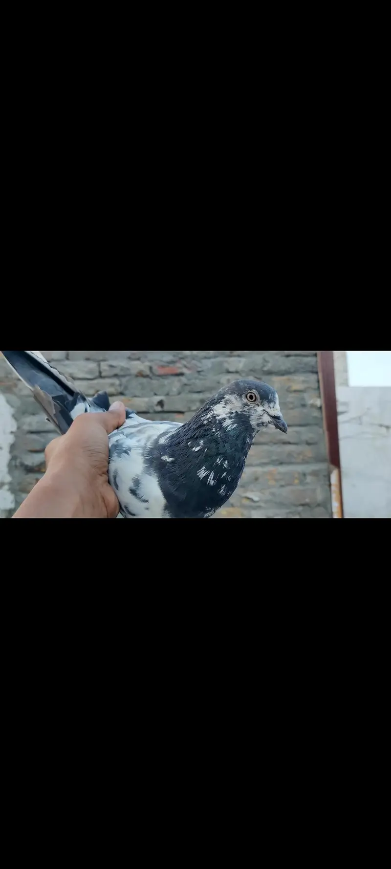 assalamu alaikum 10 pigeon han mashallah jora wala hn sb he — photo 2