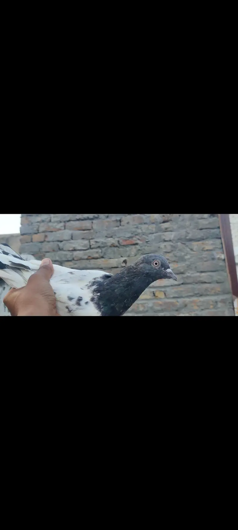 assalamu alaikum 10 pigeon han mashallah jora wala hn sb he — photo 3
