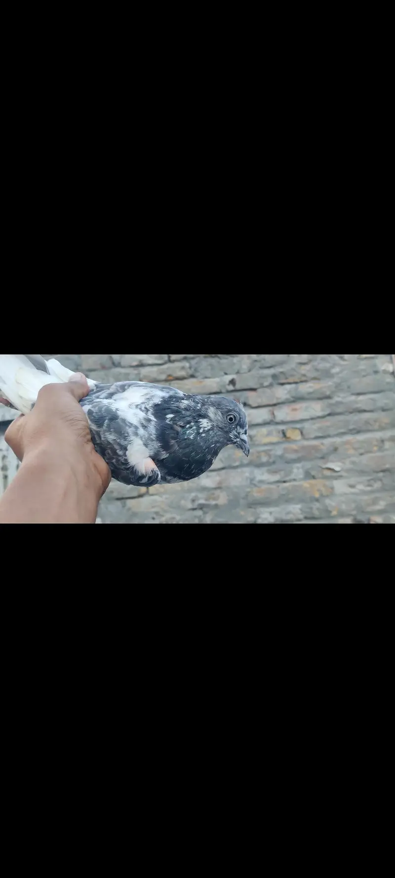 assalamu alaikum 10 pigeon han mashallah jora wala hn sb he — photo 4