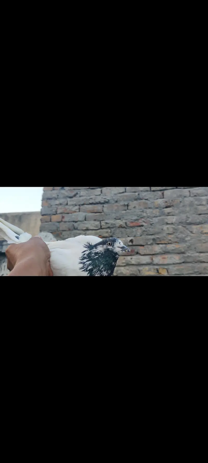 assalamu alaikum 10 pigeon han mashallah jora wala hn sb he — photo 5