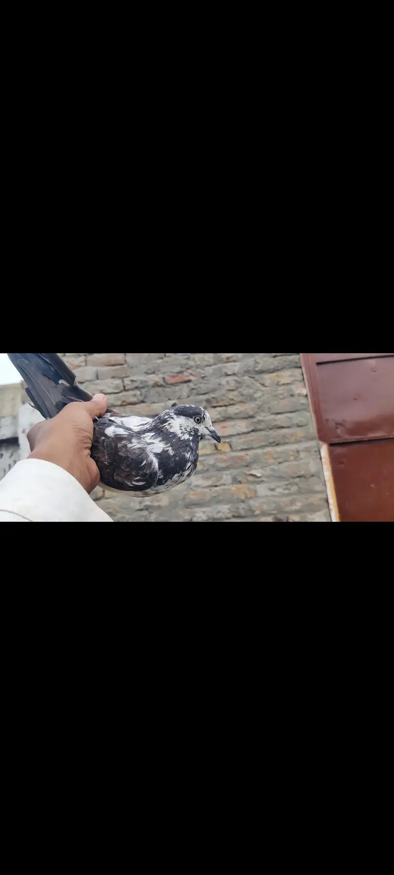 assalamu alaikum 10 pigeon han mashallah jora wala hn sb he — photo 6
