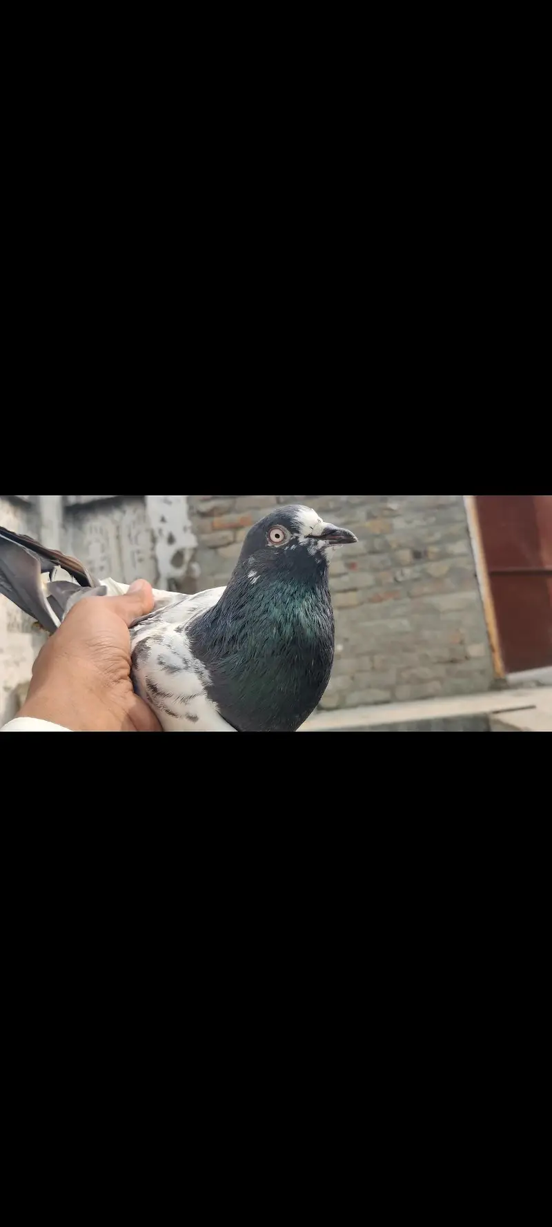 assalamu alaikum 10 pigeon han mashallah jora wala hn sb he — photo 8