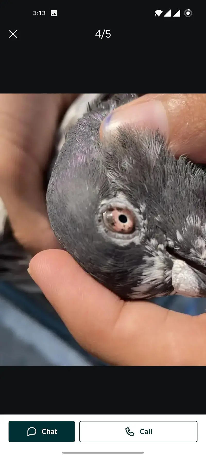 assalamu alaikum 10 pigeon han mashallah jora wala hn sb he — photo 10
