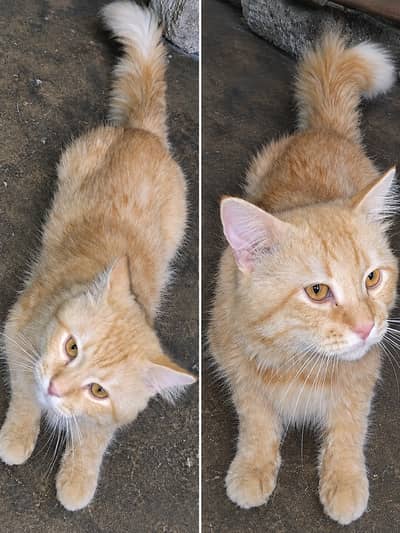 I have male Cate for sale