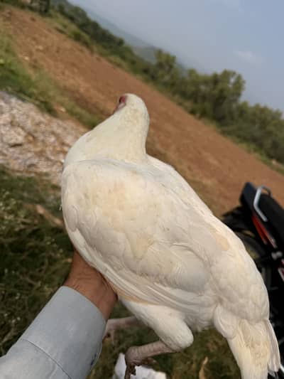 White pure Herra Aselll pure white