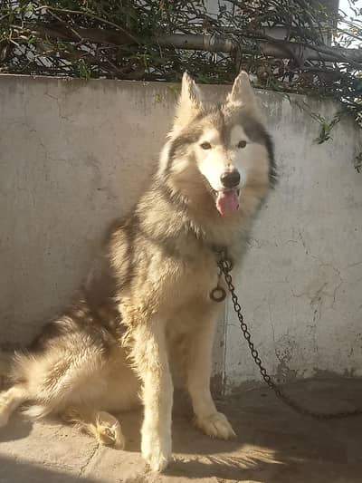 sale for dog
