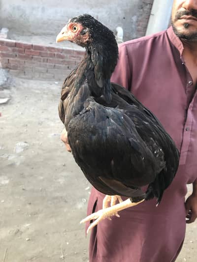 mianwali aseel murgiyan