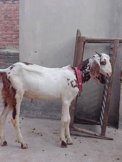 4 goat babies