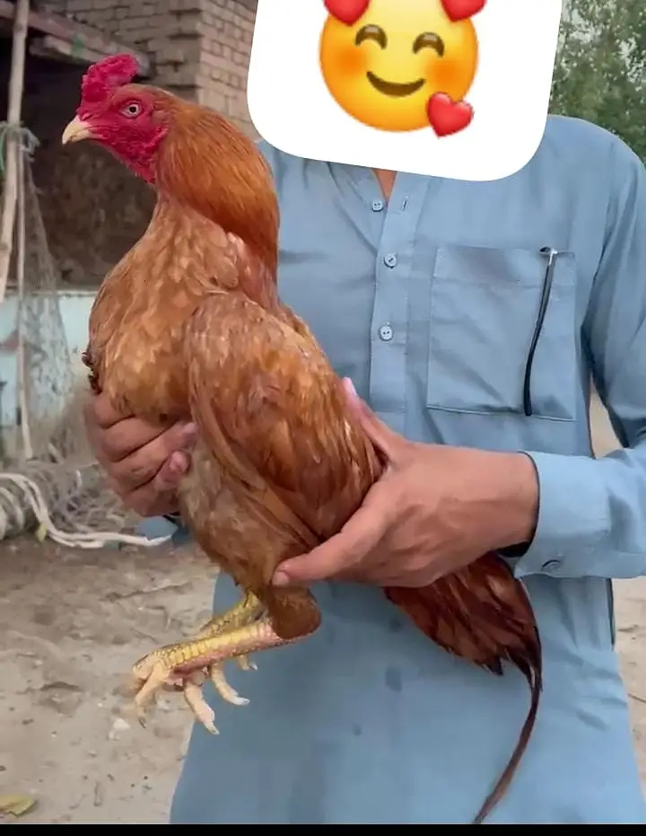 Aseel murga for sale high quality available mianwali patha peela — photo 8