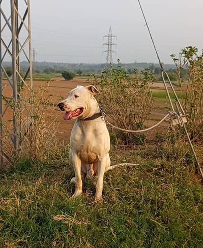 bully gultair dog for sale