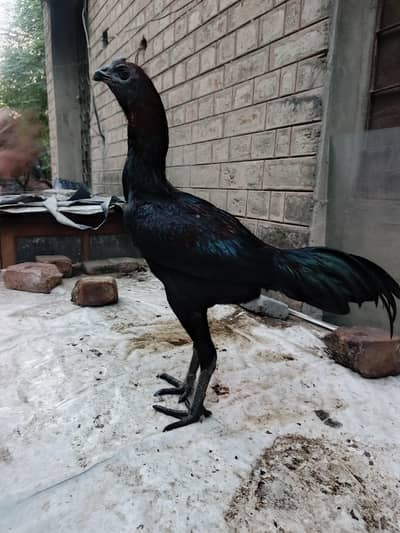 Dragon/Thai/Aseel/03277799989