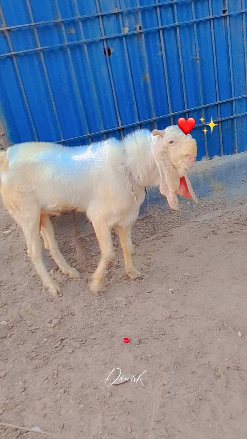 4 danth h 1