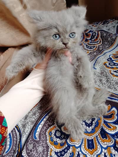 Persian male kitten available for sale
