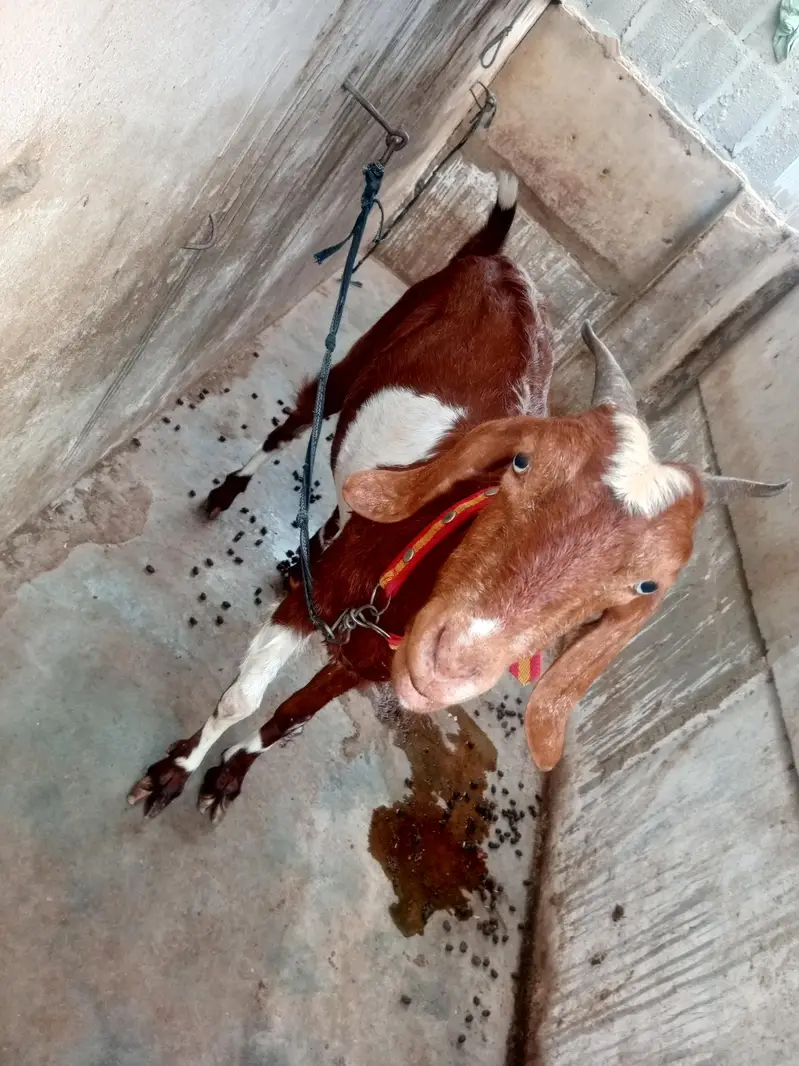 1 months ki lagi Hoye ha video maljaya gi — photo 2