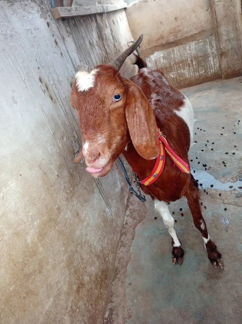 1 months ki lagi Hoye ha video maljaya gi — photo 3