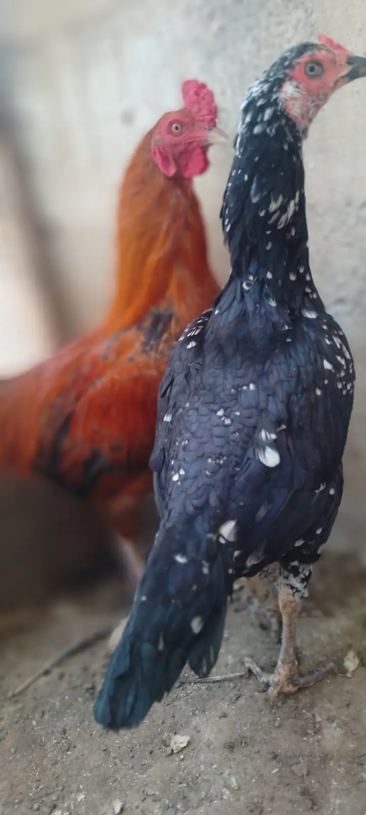 Murga Murgi Pair For sale — photo 2