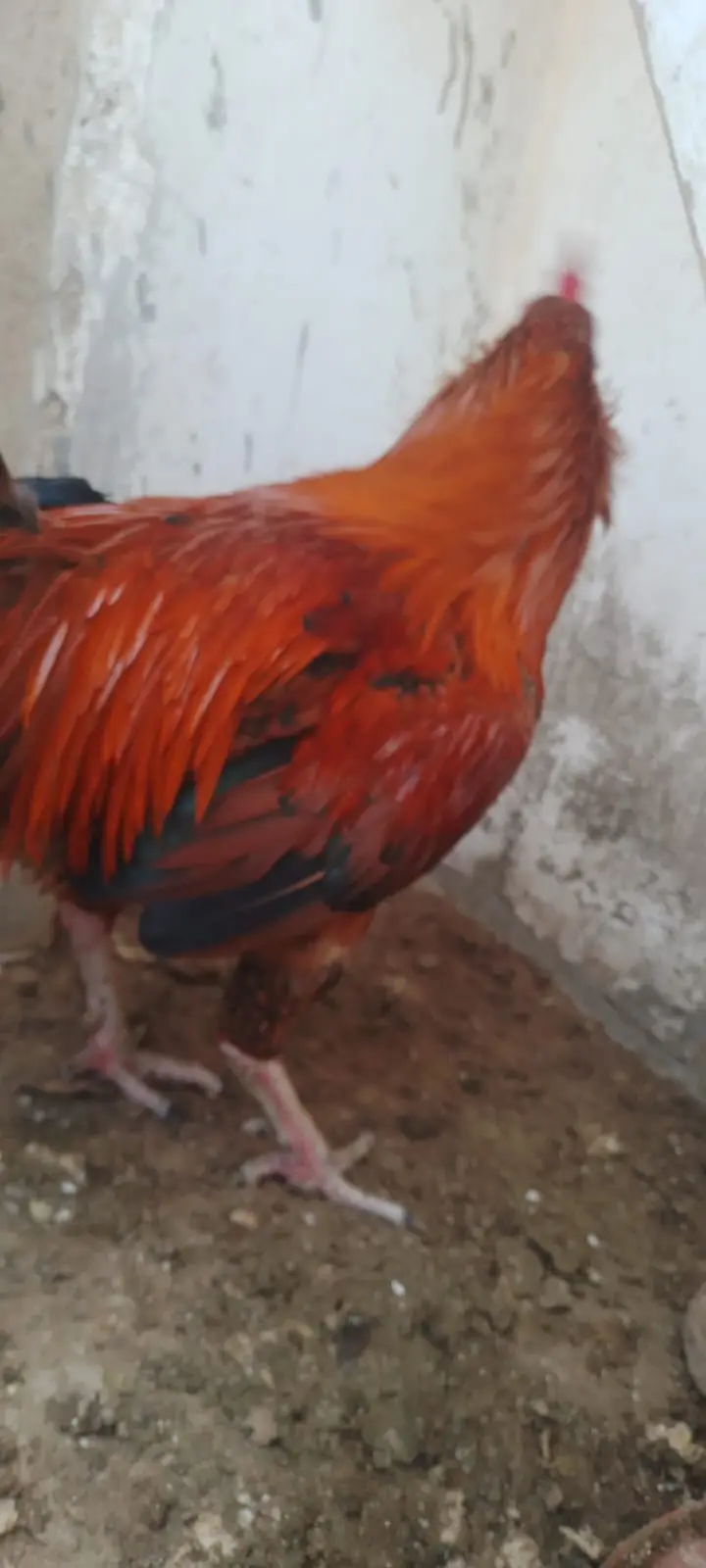 Murga Murgi Pair For sale — photo 3