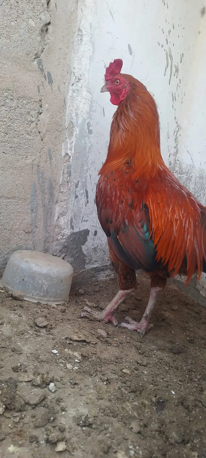 Murga Murgi Pair For sale — photo 4