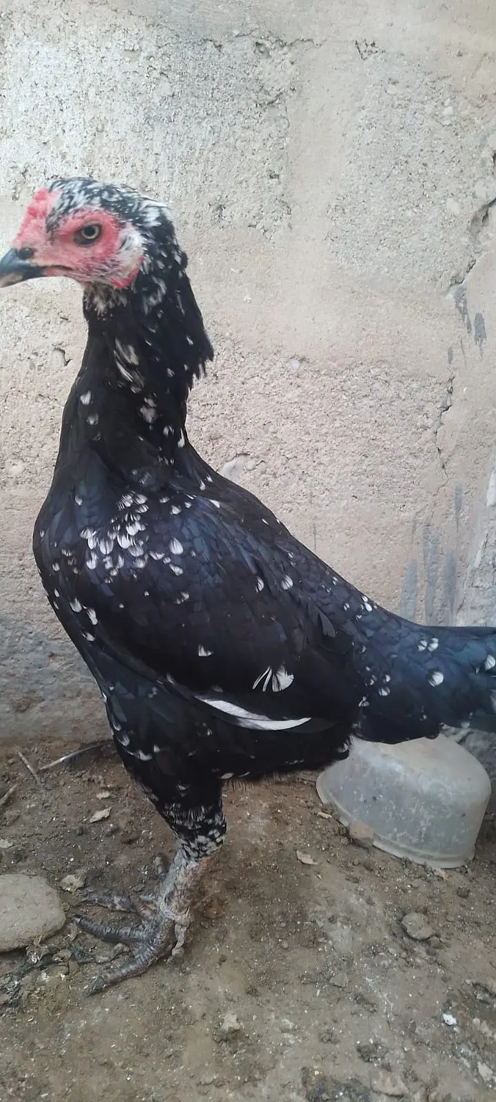 Murga Murgi Pair For sale — photo 6