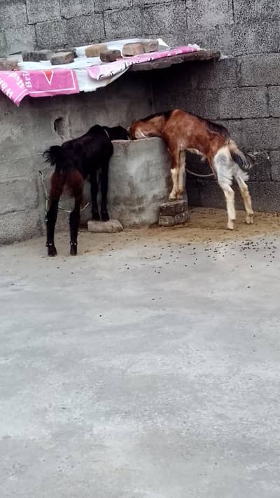 goat pair for sale age 7 month